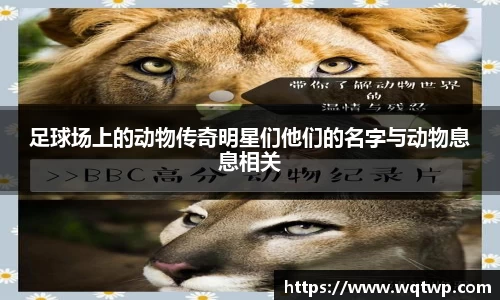 足球场上的动物传奇明星们他们的名字与动物息息相关